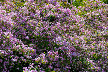 Obraz premium Selective focus white pink flowers in garden with green leaves, Linnaea amabilis or Kolkwitzia amabilis (beauty bush) is a species of flowering plant in the family Caprifoliaceae, Natural background.