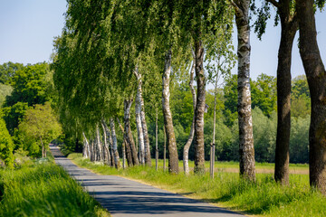 Countryside road landscape in spring, Line of tree trunk with green leaves along the small street, A town in between border of Germany (Verden, Lower Saxony) and Netherlands (Winterswijk, Gelderland)