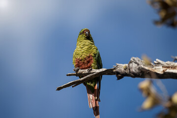 Choroy parakeet perched on a bare branch against a clear blue sky