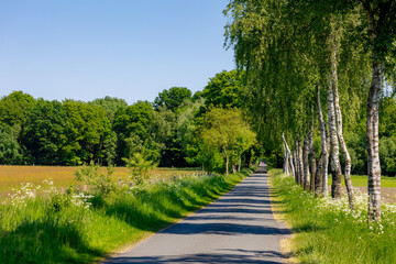 Countryside road landscape in spring, Line of tree trunk with green leaves along the small street, A town in between border of Germany (Verden, Lower Saxony) and Netherlands (Winterswijk, Gelderland)