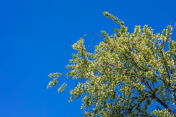Selective focus white flowers of Prunus padus (bird cherry) full blooming on the tree with blue sky as backdrop, Hackberry is a flowering plant, It is a species of cherry, Natural floral background.