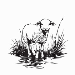Cute lamb in a shallow stream in a misty meadow image vector isolated on white background