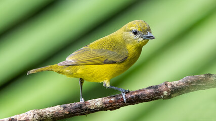 Olive Green Tanager (Orthogonys chloricterus)