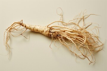 100 year old korean ginseng vegetable produce parsnip.