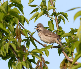 Barred warbler, Sylvia nisoria. A bird sits on a tree branch and sings