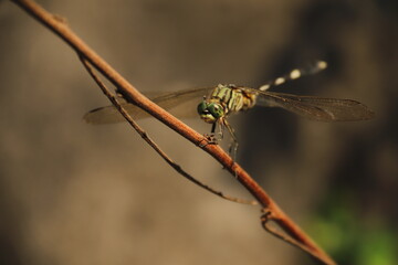 dragonfly on a branch