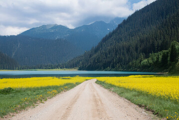 A dirt road leads through yellow flower fields to a turquoise lake, surrounded by dense forest and dramatic mountains in the background.