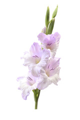 Flower Gladiolus Isolated  