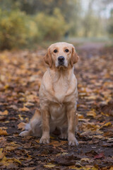 Golden retriever labrador dog in autumn in the park on a walk among falling leaves