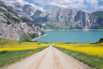 A dirt road leads through yellow flower fields to a turquoise lake, surrounded by dense forest and dramatic mountains in the background.