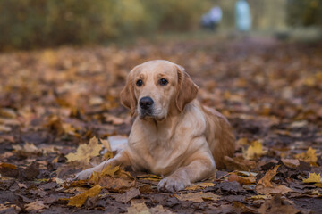 Golden retriever labrador dog in autumn in the park on a walk among falling leaves