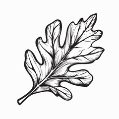 Stylized Oak Leaf Image Vector Isolated on a White Background 