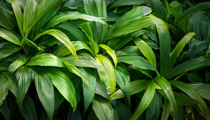 green leaves of homalomena plant homalomena rubescens the tropical foliage plant bush