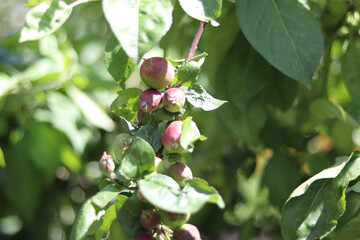 apple on tree