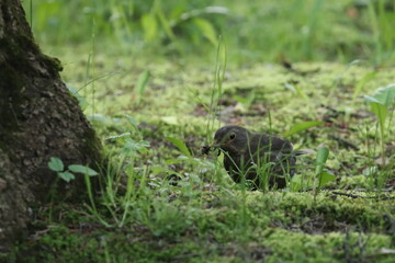 A thrush bird with a worm in its beak among the grass