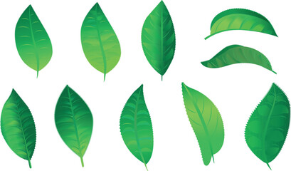 Green leaves on white background, each leaf separately, vector