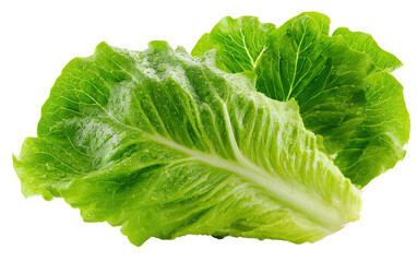 Fresh Green Romaine Lettuce with Water Droplets on Transparent Background