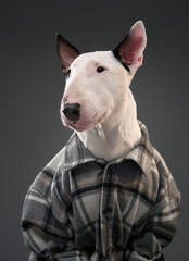 A white Bull Terrier in a plaid shirt poses against a gray background, showcasing its calm...