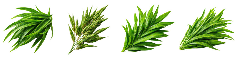 Fresh Green Herbs Spread on a White Background for Creative Use