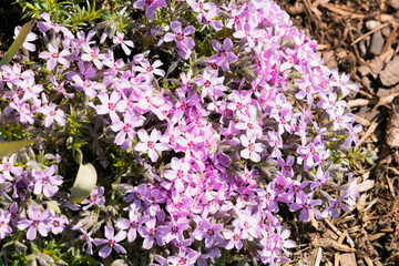 Obraz premium blume lila pink