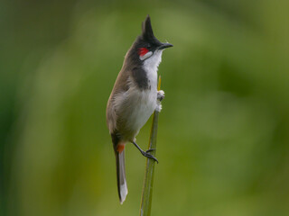 Red Whiskered Bulbul bird isolated on top of palm tree