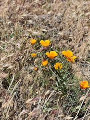 an open field of a landscape full of California poppy plants and flowers