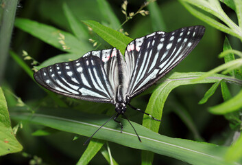 翅を開いて草地で休むアカボシゴマダラ蝶成虫（大陸亜種・自然環境下マクロ撮影）