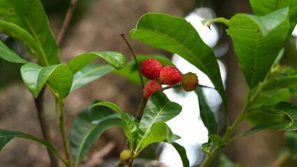 Close-up of ripe Kafal fruits (Myrica esculenta) on the tree, a wild and seasonal berry native to...