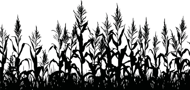 Silhouette of dense corn stalks in a field with tall grass, black and white. Vector illustration