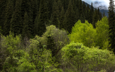 pine forest in the morning