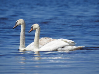 Two swans in the Baltic Sea