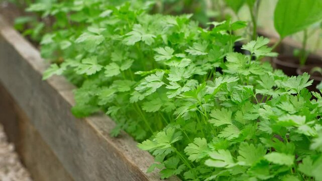 Parsley Growing in the Greenhouse. Garden Area. Plant Nursery. Petroselinum Crispum is Grown. Green Background of Spicy Herbs, Close-up. Flat Leaf Italian Parsley Planting in a Row. Cilantro parsley