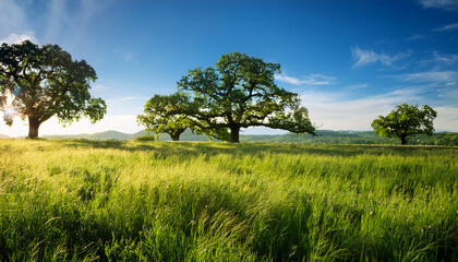 Fototapeta premium oaks and grass