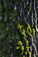 moss on tree trunk