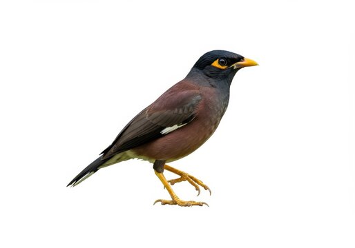 Isolated common myna bird with yellow beak and legs on white background - Powered by Adobe