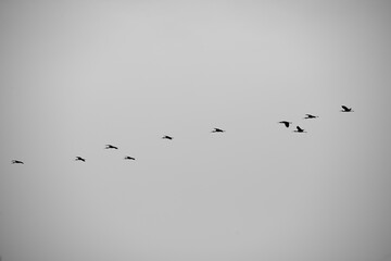 Bandada de gaviotas en las mejilloneras de la desembocadura del Ebro