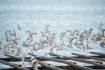 Bandada de gaviotas en las mejilloneras de la desembocadura del Ebro
