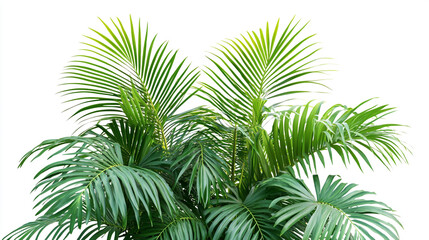 Vibrant green fern plant with lush, healthy foliage isolated on a clean white background
