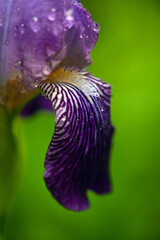 Close-up of a Vibrant Purple Iris with Raindrops. Delicate petals of a bearded iris adorned with glistening water droplets against a soft, blurred green background.