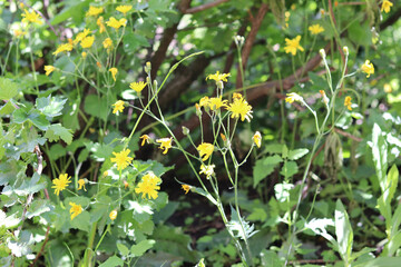 bee on yellow flower