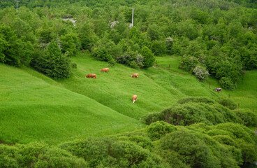 Obraz premium Cows grazing in a clearing in nature. Forest and grassland in early spring, drone shot. Group of cows grazing.