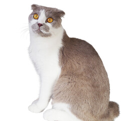 Scottish Fold cat with gray and white fur isolated on a white background. Calm expression and...