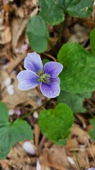  purple wildflowers in the woods