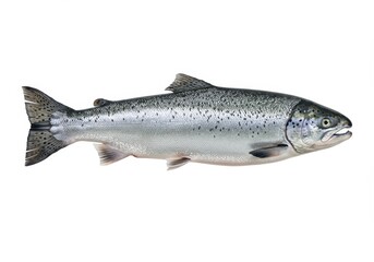 Naklejka premium Isolated silver salmon fish, side view on white background