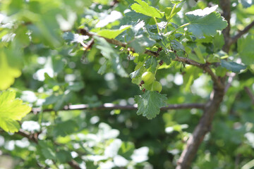green currant tree