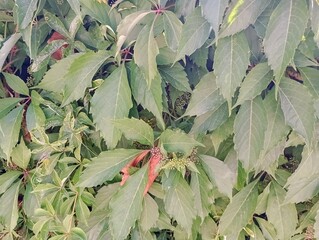 close-up of herbs in spring