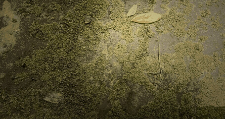 green moss on the floor
