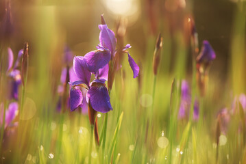 Fioletowe irysy w ogrodzie, sezon letni tło.  © Elżbieta Kaps