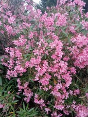 Fototapeta premium pink flowers in a garden close-up