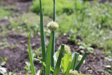 spring onion flower